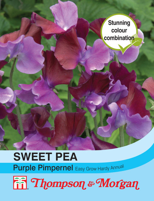 Sweet Pea Purple Pimpernel S9-M3