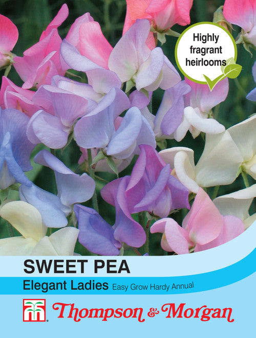 Sweet Pea Elegant Ladies seeds, pastel fragrant heirloom flowers, 180cm tall, 25 seeds – Keans Claremorris