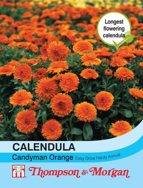 Calendula Candyman Orange M3-J6