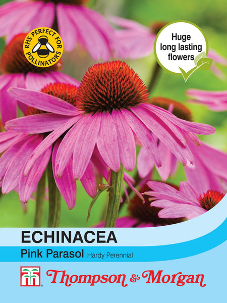 Echinacea Pink Parasol J7-M3