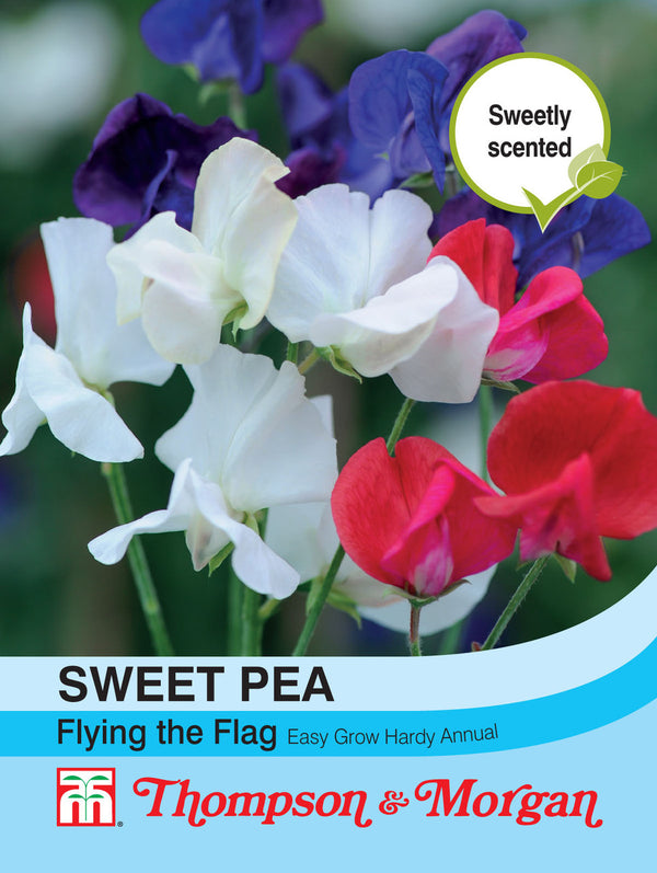 Sweet Pea Tricolor O10-M5