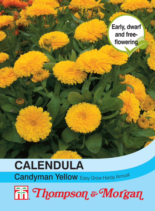 Calendula Candyman Yellow S9-M5