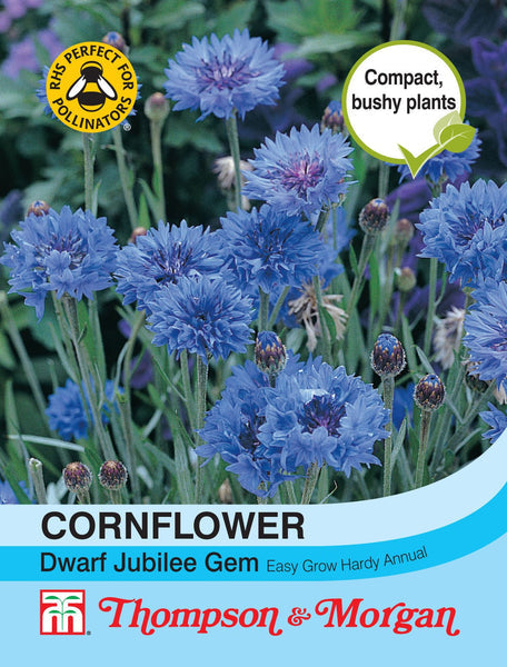 Cornflower Dwarf Jubilee Gem S9-M5