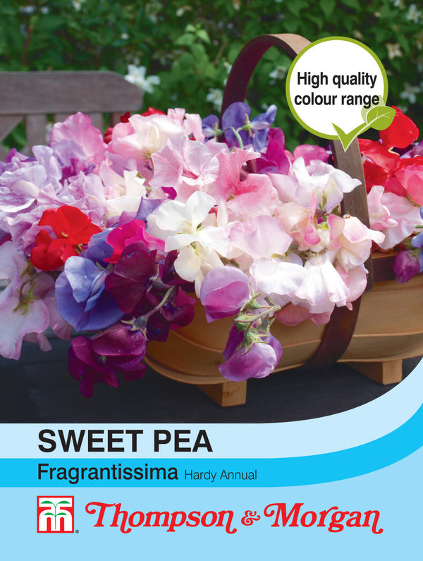 Sweet Pea Fragrantissima S9-M3