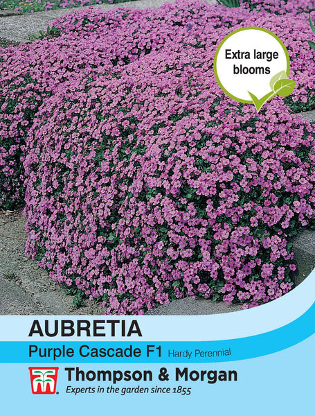 Aubrieta Purple Cascade J7-F2 with rich purple flowers, ideal for rockeries and borders, early spring bloom - Keans