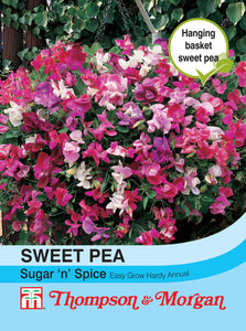 Sweet Pea Sugar N Spice S9-M5