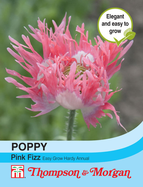 Poppy Pink Fizz F2-M5