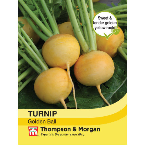 Swede Golden Ball M3-J6 turnip with round yellow roots, hardy, long harvest, ideal for stews – Keans Claremorris