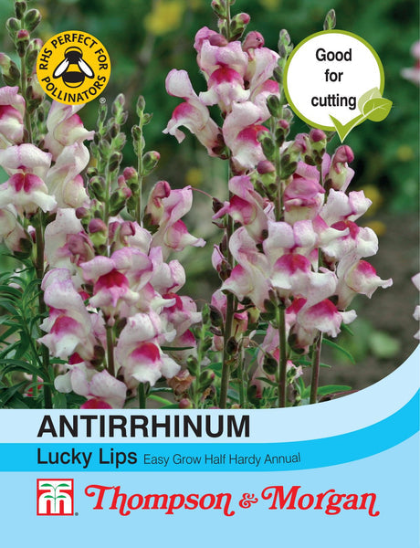 Antirrhinum Lucky Lips Snapdragon with two-tone fragrant blooms, easy-grow vintage garden flower – Keans Claremorris
