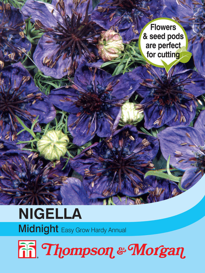 Nigella Midnight F2-M5 with blue flowers, fern-like foliage, and purple seed pods, 55cm tall – Keans Claremorris.