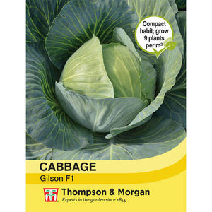 Cabbage Gilson F1