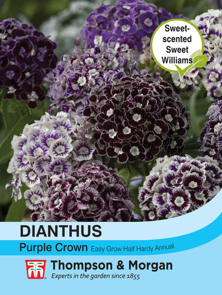 Dianthus Purple Crown  Ayr