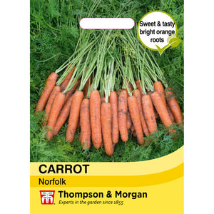 Carrot Norfolk
