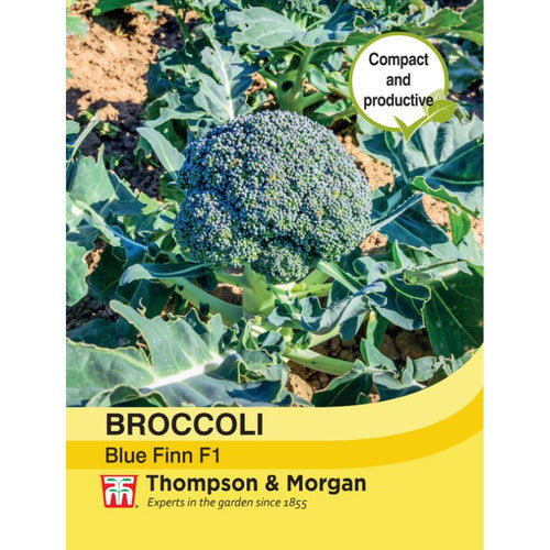 Broccoli Blue Finn F1 hybrid with large, sweet florets, pest-resistant, perfect for home gardens – Keans Claremorris.