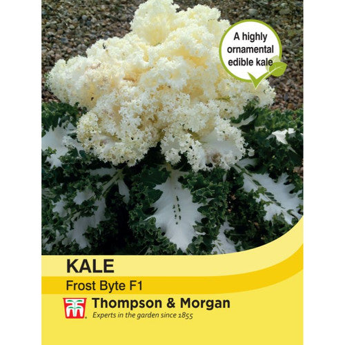 Kale Frost Byte F1 with variegated ruffled leaves, frost-resistant, sweet flavor, 60cm tall – Keans Claremorris.