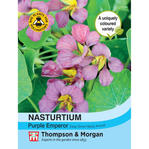 Nasturtium Purple Emperor