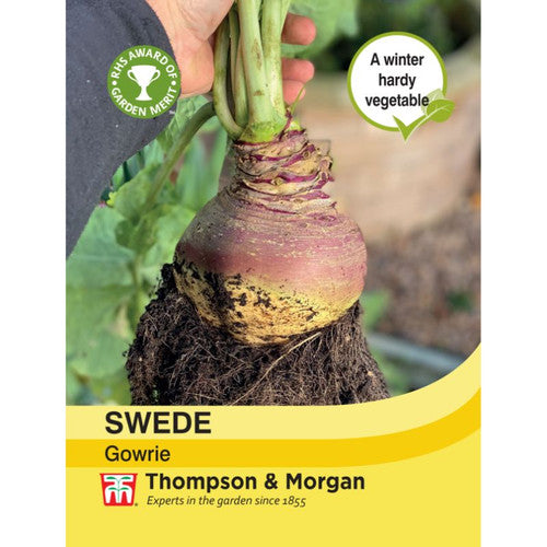 Swede Gowrie - purple-skinned, winter hardy rutabaga with yellow flesh, resistant to clubroot, RHS award winner | Keans