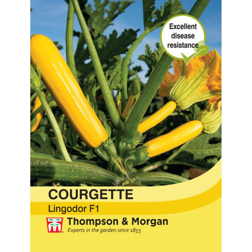 Bright yellow Courgette Lingodor F1 zucchini, disease-resistant, firm flesh, early harvest. Available at Keans Claremorris.