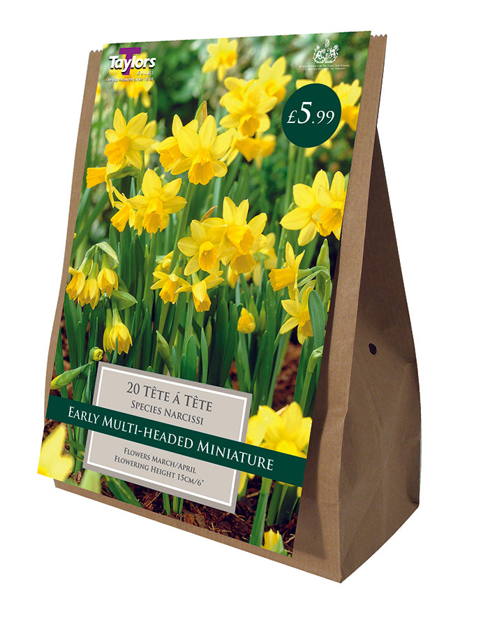 Narcissi Tete a Tete Pack of 20