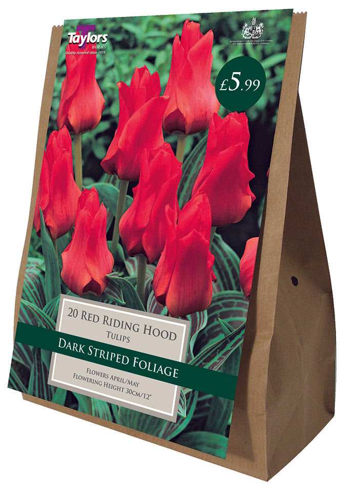 Red Riding Hood Tulip Pack of 17