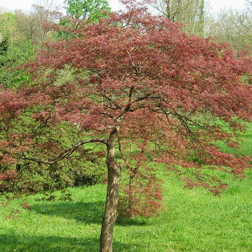Acer palmatum 'Garnet' Japanese Maple with deep wine-red feathery leaves, 60-70cm, slow-growing, Keans Claremorris.