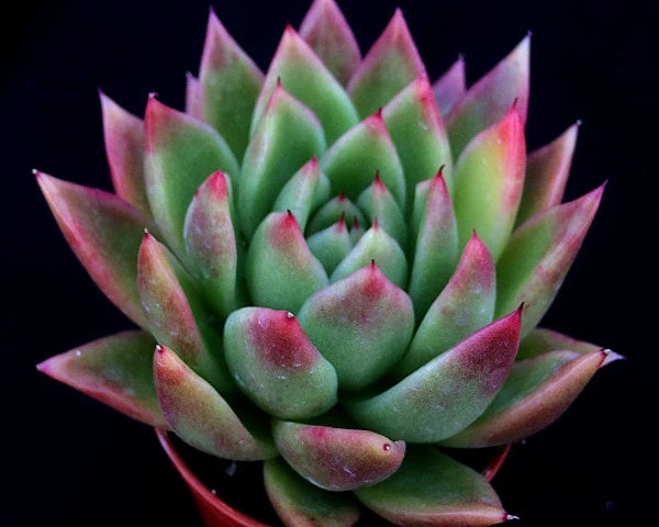 Echeveria 'Miranda Pink' succulent in 6cm decorative stone pot, available at Keans Claremorris.