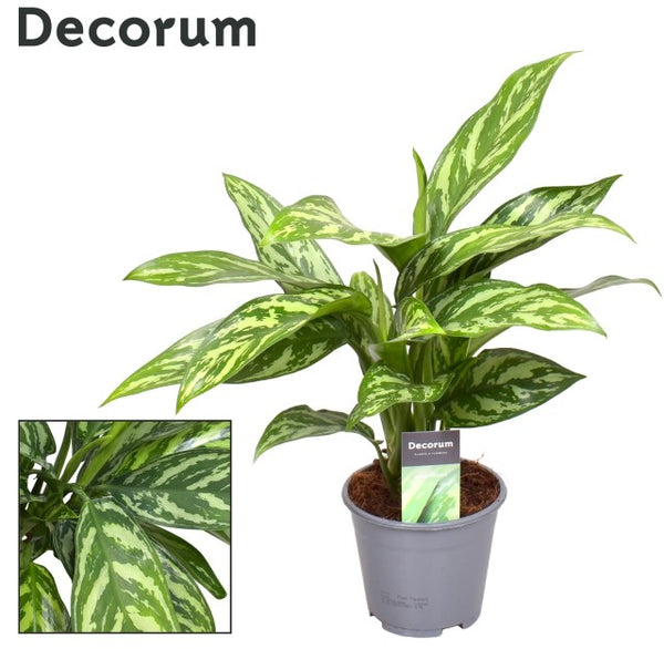 Aglaonema 'Maria Christina' 12cm with variegated leaves, low light indoor plant, easy care – available at Keans Claremorris.