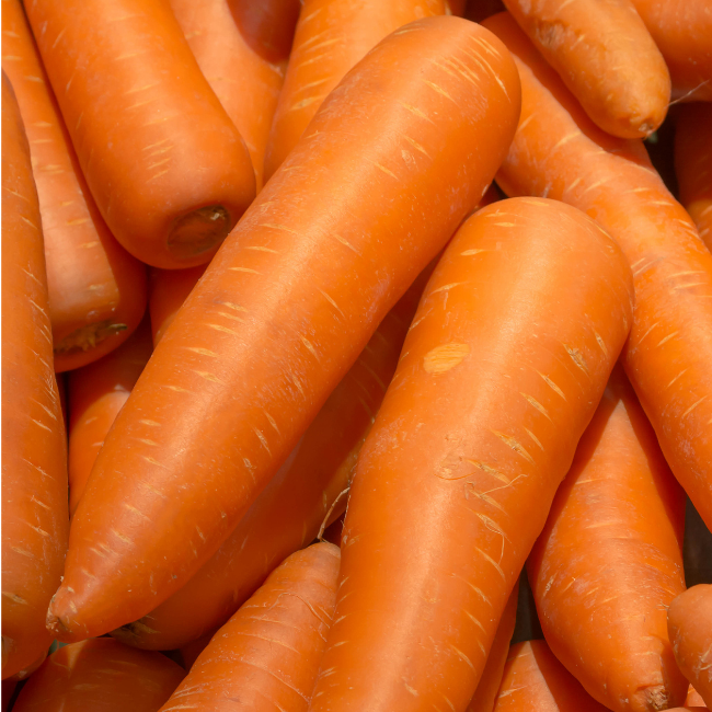 10g Carrot Autumn King  Seed