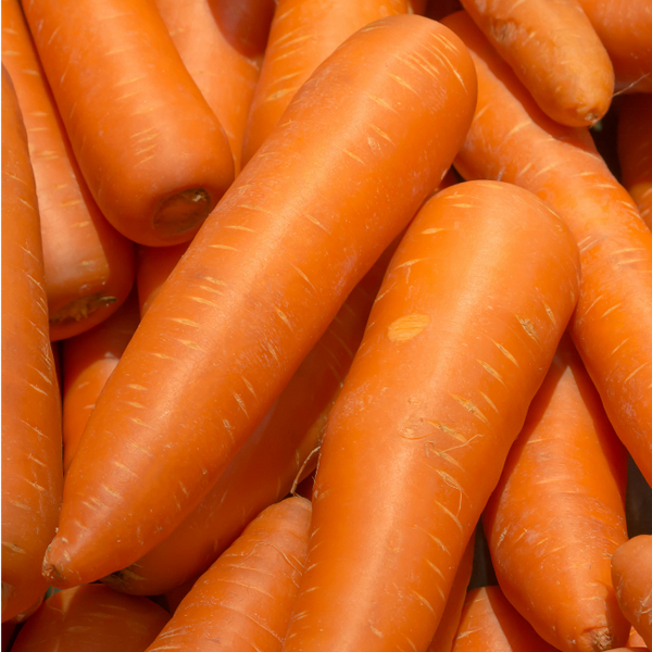 10g Carrot Autumn King  Seed