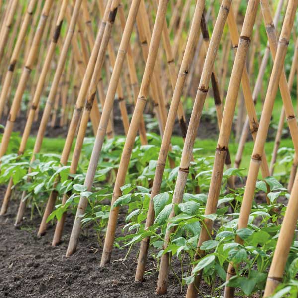 Grow It Bamboo Canes 10pk 180cm (6ft) plant supports for gardening – sturdy and durable, available at Keans Claremorris.