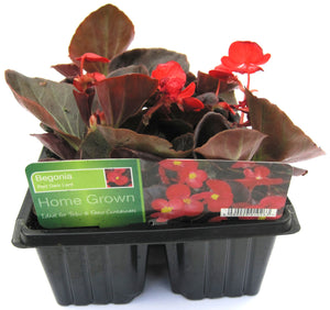 Summer Bedding Plants 6 Pack - begonia Dark Leaf Red