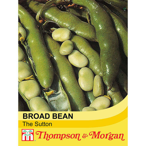 Broad Bean The Sutton S9-A4 dwarf variety with 15cm pods, tender beans, ideal for small gardens & containers – Keans