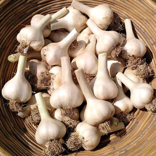 Cledor Garlic – 3 Bulbs