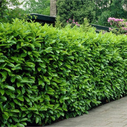 Cherry Laurel Bareroot Hedge 40-60cm, evergreen, hardy, dense growth, 1+2r form – available at Keans Claremorris