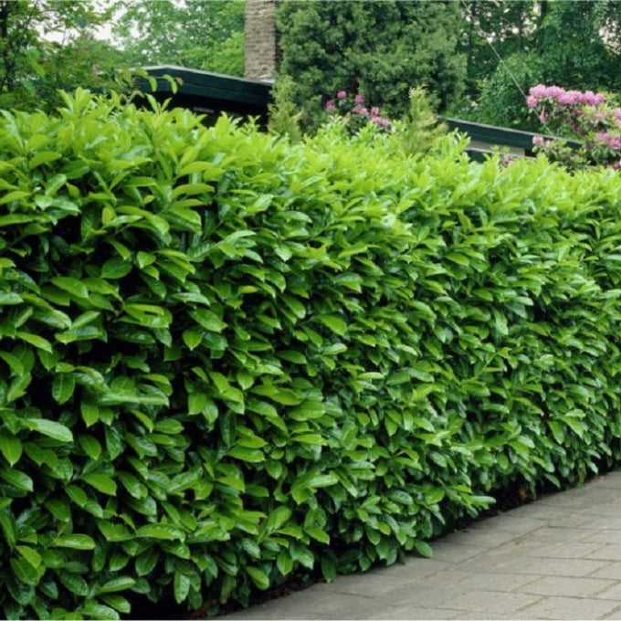 Cherry Laurel Bareroot Hedge 40-60cm, evergreen, hardy, dense growth, 1+2r form – available at Keans Claremorris