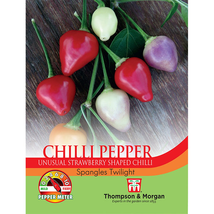 Chilli Pepper Spangles Twilight plant with multicolored mild chillies, long cropping season, 75cm tall – Keans Claremorris