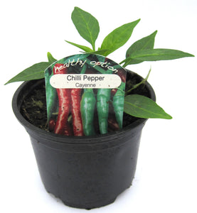 Chilli Pepper - Cayenne 9CM Pot