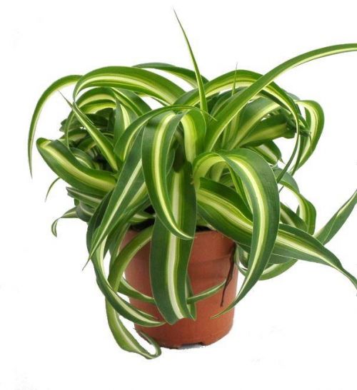 Chlorophytum com. 'Bonnie' plant with variegated leaves, perfect indoor greenery – available at Keans Claremorris.