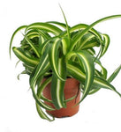 Load image into Gallery viewer, Chlorophytum com. &#39;Bonnie&#39;
