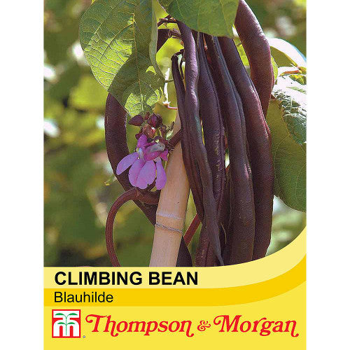 Climbing Bean Blauhilde A4-J7