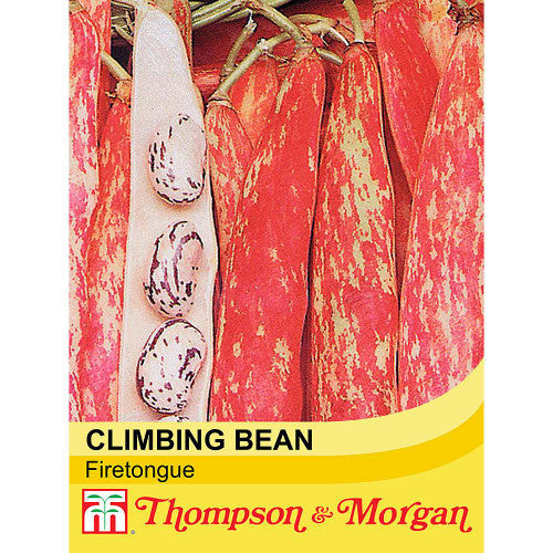 Climbing Bean Borlotto Lingua (Firetongue) A4-J7