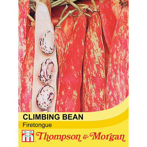 Climbing Bean Borlotto Lingua Firetongue with colorful red-streaked pods, multi-purpose Italian bean, 75 seeds - Keans