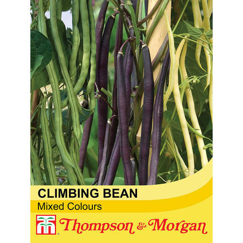 Climbing Bean Mixed Colours A4-J6, 45 seeds, stringless 25cm pods, colorful French beans, high yield – Keans Claremorris
