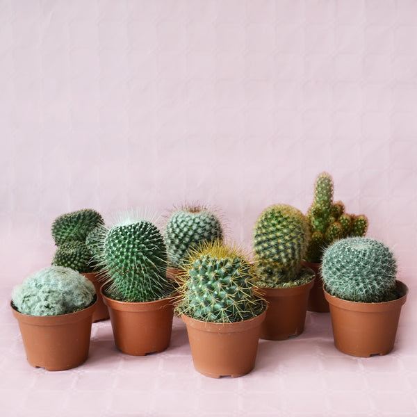 Mammillaria mix cactus in 5.5cm pot with pink crown flowers, pincushion cactus - Keans Claremorris