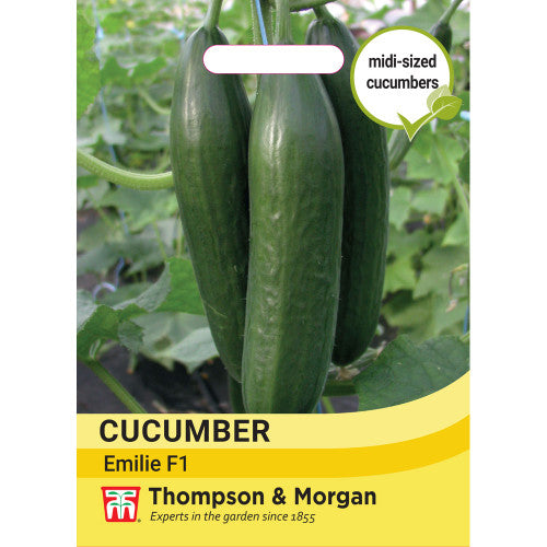 Cucumber Emilie F1 M3-M5, disease-resistant greenhouse variety, 20cm smooth fruits, RHS award winner – Keans Claremorris