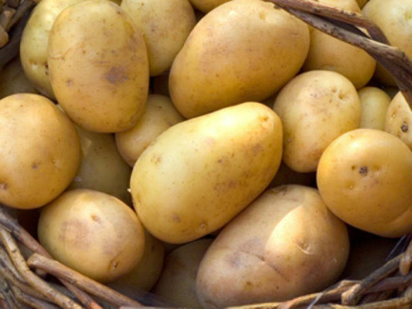 Duke of York Seed Potatoes UK/NI 3740/3876- - 10KG