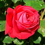 Load image into Gallery viewer, Rosa Dame De Coeur 4.5L 04-Rose, Hybrid Tea
