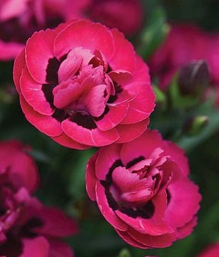 Dianthus Early Love 1L