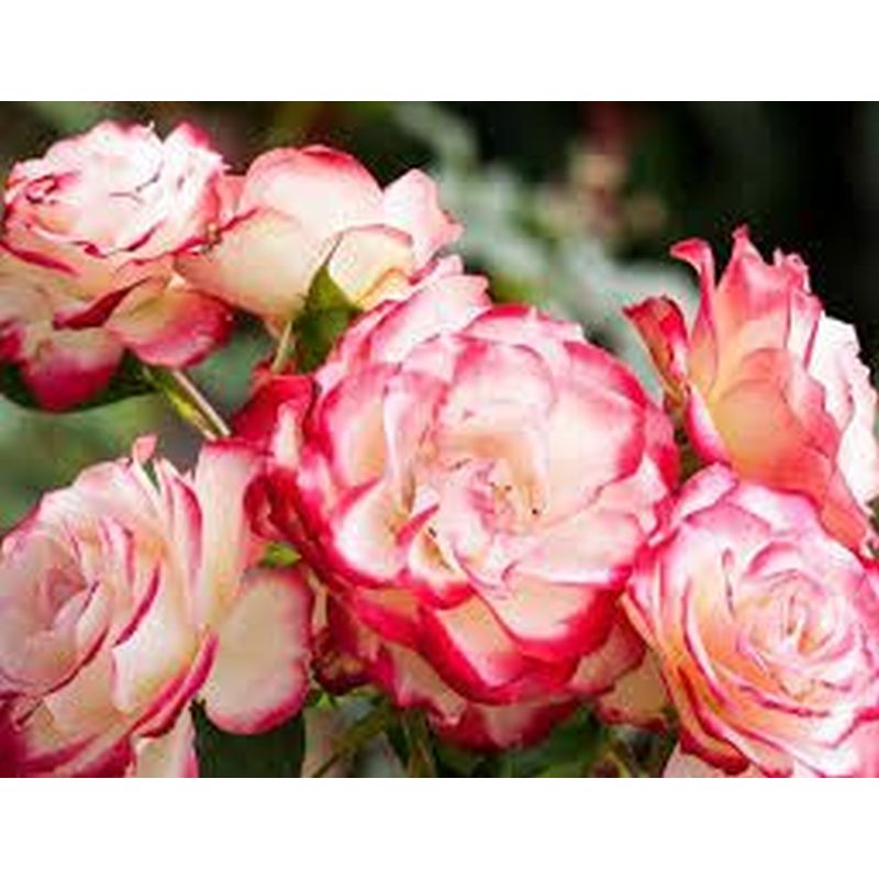 Rosa Double Delight Hybrid Tea rose with creamy white and red blooms, spicy fragrance, 125cm tall – Keans Claremorris