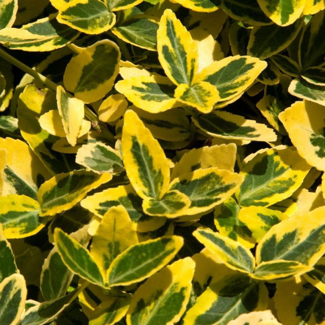 Euonymus fortunei 'Emerald n Gold' 2L pot, evergreen shrub with variegated green and gold foliage, Keans Claremorris.